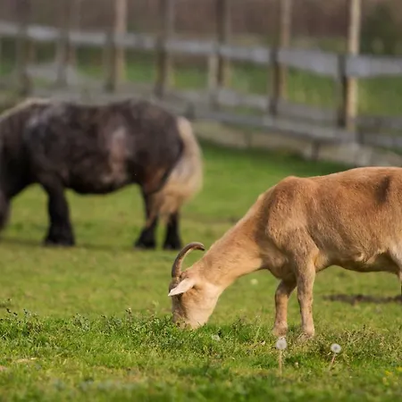 Strk Hotell Murska Sobota